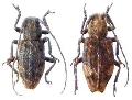 Pterolophia (Pseudale) izumikurana
