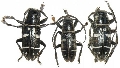Pseudaprophata puncticornis 