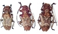 Pterolophia (Hylobrotus) annulata