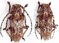 Pterolophia (Hylobrotus) annulata