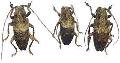 Pterolophia (Ale) gibbosipennis