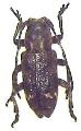Pterolophia (Pterolophia) granulata