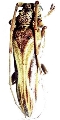 Rhaphiptera affinis