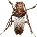 Rhytiphora (Saperdopsis) cinnamomea 