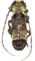 Sthenias cylindrator