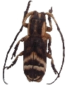 Sthenias franciscanus