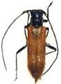 Anaesthetis confossicollis