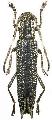 Ectatosia moorei