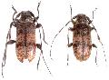 Oplosia suvorovi
