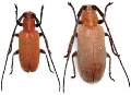 Penthides flavus flavus 