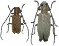 Penthides flavus multipubens