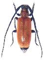 Penthides rufoflavus
