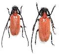 Penthides rufoflavus