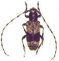 Rhopaloscelis unifasciatus