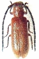 Sophronica obrioides