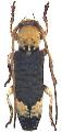 Xylariopsis mimica