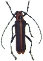 Cagosima sanguinolenta
