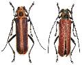 Cagosima sanguinolenta