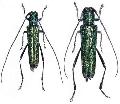 Chlorisanis viridis