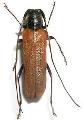Stenostola anomala
