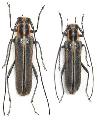 Stenostola trivittata