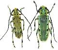 Saperda ocelota