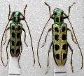 Pareutetrapha eximia