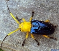 Glenea (Accolona) astathiformis