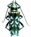 Glenea (Acronioglenea) besucheti