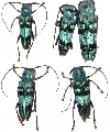 Glenea (Poeciloglenea) celestis
