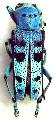 Glenea (Poeciloglenea) celia