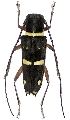 Glenea (Glenea) funerula javana 