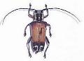 Glenea (Stiroglenea) grossepunctata