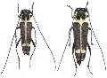 Glenea (Glenea) laosensis 