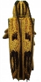 Glenea (Stiroglenea) quadrinotata 