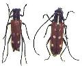 Stenostola anomala