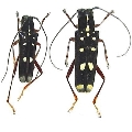Glenea (Glenea) rufipes