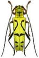 Glenea (Glenea) t-notata