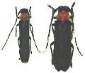 Linda (Linda) annulicornis