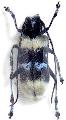 Malloderma pascoei