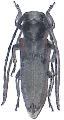 Phytoecia (Musaria) tirellii