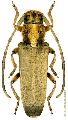 Phytoecia (Neomusaria) balcanica