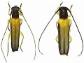 Nupserha marginella