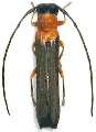 Oberea japonica