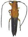 Oberea lateapicalis
