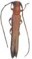Oberea medioflavoantennalis