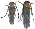 Oberea oculata