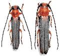 Oberea shirakii