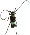 Paraglenea fortunei