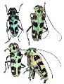 Paraglenea swinhoei swinhoei